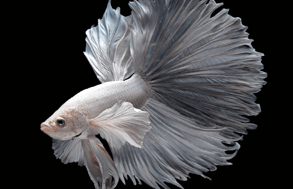 Exploring the Different Types of Koi Betta Fish: Care, Breeding and More